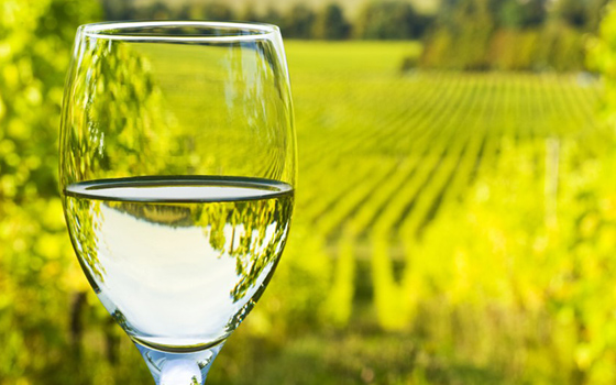 Wineglass overlooking Vineyard