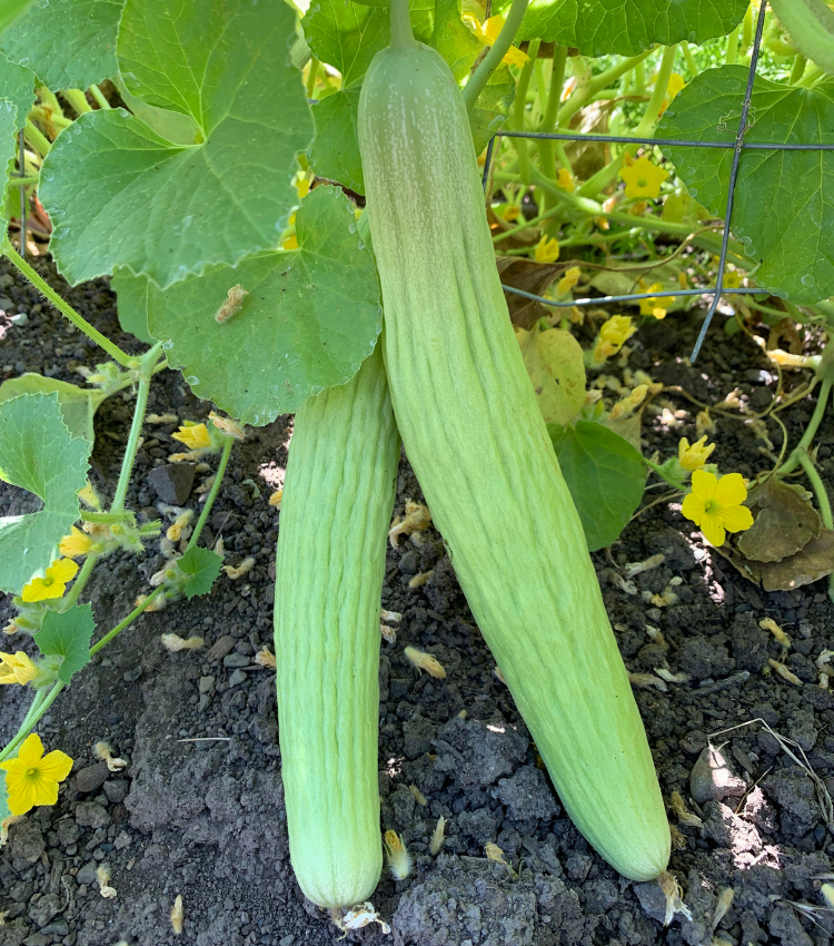 Armenian Cucumber grown in St. Supery Estate's Culinary Garden